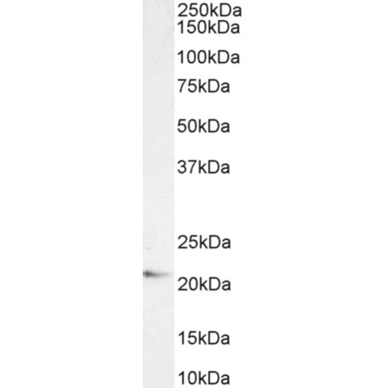 Western Blot - Anti-JWA Antibody (A83878) - Antibodies.com