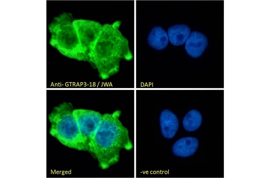 Immunofluorescence - Anti-JWA Antibody (A83878) - Antibodies.com