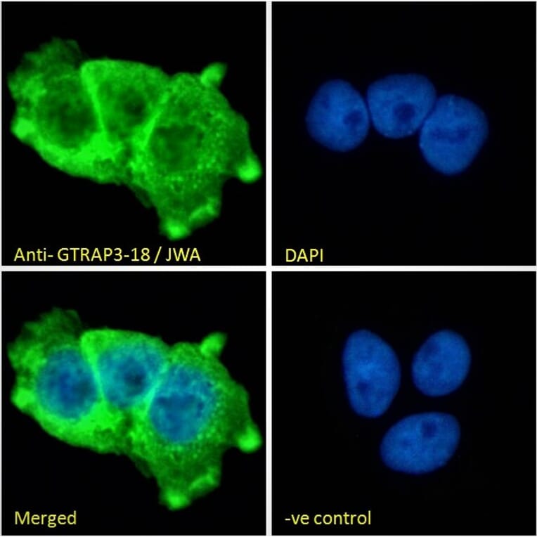 Immunofluorescence - Anti-JWA Antibody (A83878) - Antibodies.com