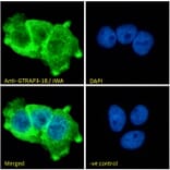 Immunofluorescence - Anti-JWA Antibody (A83878) - Antibodies.com