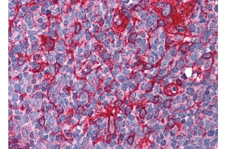 Immunohistochemistry - Anti-JWA Antibody (A83878) - Antibodies.com