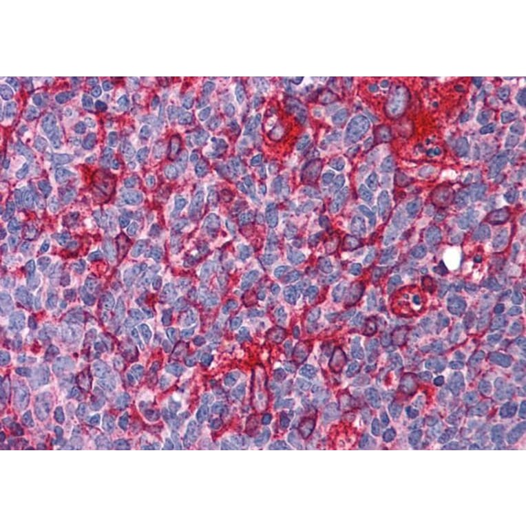 Immunohistochemistry - Anti-JWA Antibody (A83878) - Antibodies.com