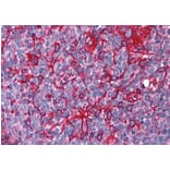 Immunohistochemistry - Anti-JWA Antibody (A83878) - Antibodies.com