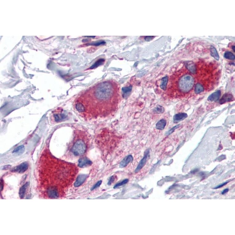 Immunohistochemistry - Anti-JWA Antibody (A83878) - Antibodies.com
