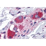 Immunohistochemistry - Anti-JWA Antibody (A83878) - Antibodies.com