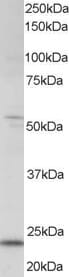 Anti-MXD4 Antibody (A83879) staining (0.5µg/ml) of human kidney lysate (RIPA buffer, 35µg total protein per lane). Primary incubated for 1 hour. Detected by western blot using chemiluminescence.
