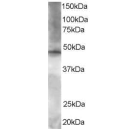 Western Blot - Anti-BRF2 Antibody (A83882) - Antibodies.com