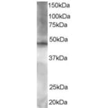 Western Blot - Anti-BRF2 Antibody (A83882) - Antibodies.com