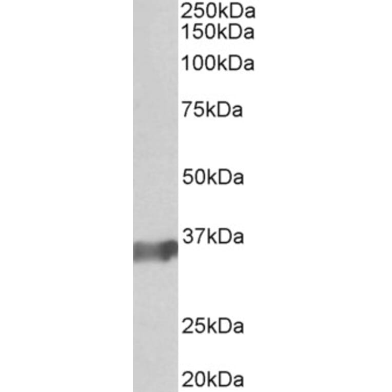 Western Blot - Anti-BOB1 Antibody (A83883) - Antibodies.com