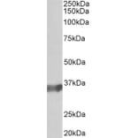 Western Blot - Anti-BOB1 Antibody (A83883) - Antibodies.com