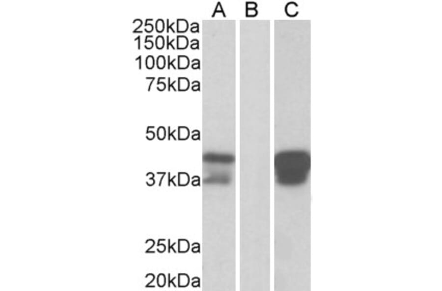 Western Blot - Anti-BOB1 Antibody (A83883) - Antibodies.com