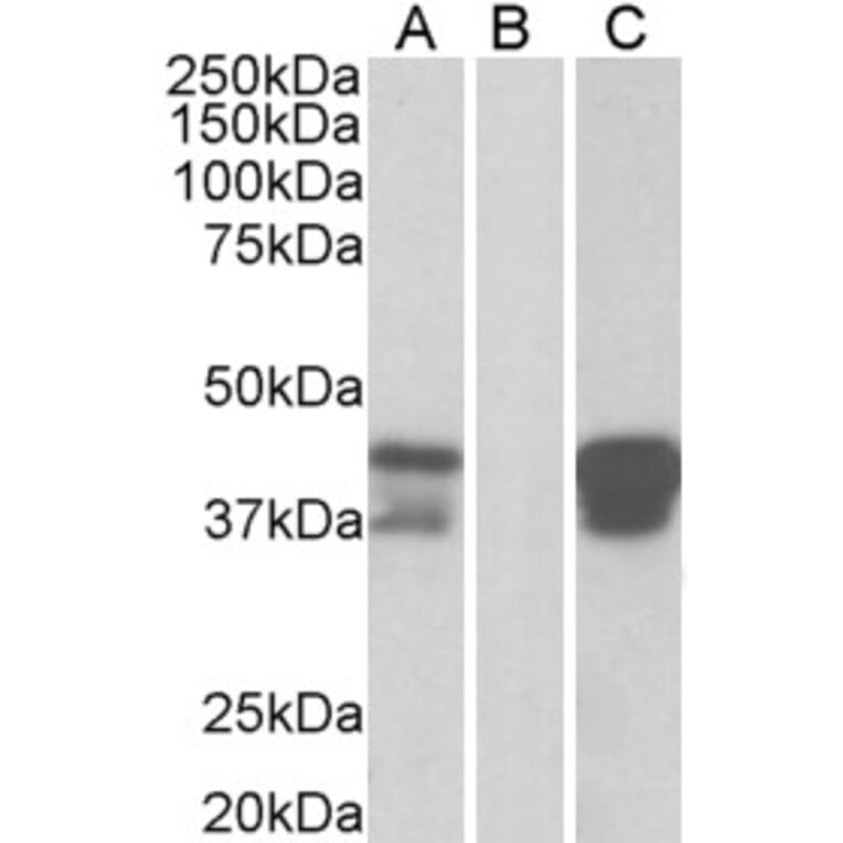 Western Blot - Anti-BOB1 Antibody (A83883) - Antibodies.com