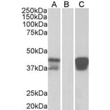 Western Blot - Anti-BOB1 Antibody (A83883) - Antibodies.com