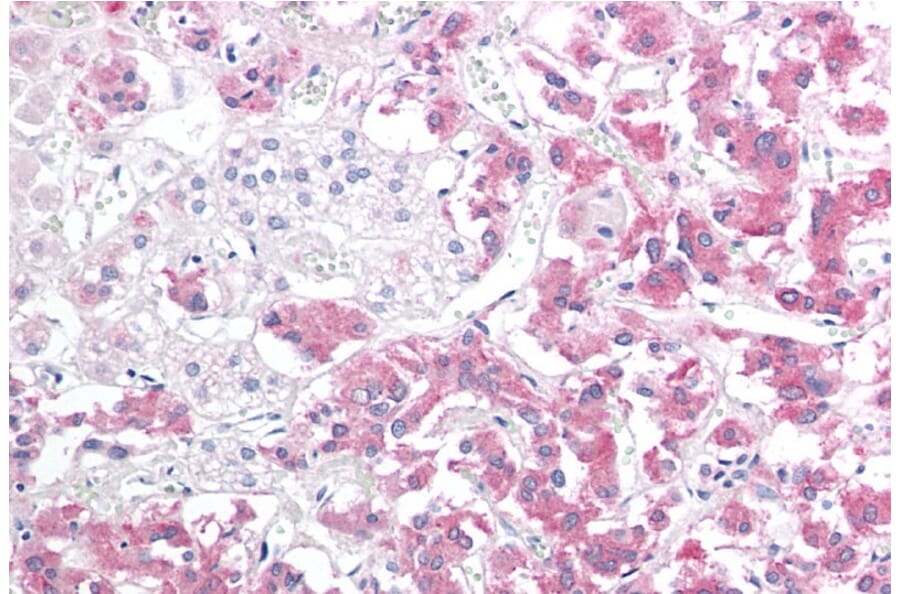Immunohistochemistry - Anti-Hsp22/HSPB8 Antibody (A83884) - Antibodies.com