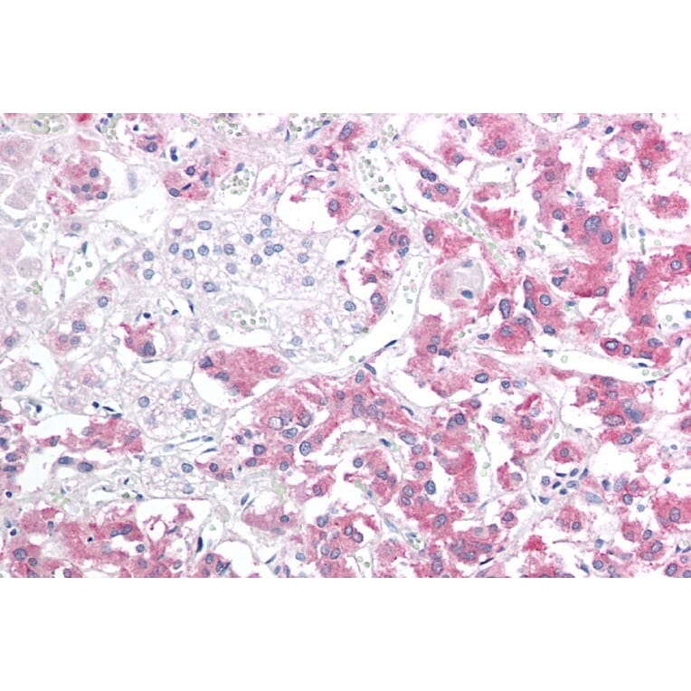 Immunohistochemistry - Anti-Hsp22/HSPB8 Antibody (A83884) - Antibodies.com