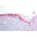 Immunohistochemistry - Anti-Hsp22/HSPB8 Antibody (A83884) - Antibodies.com