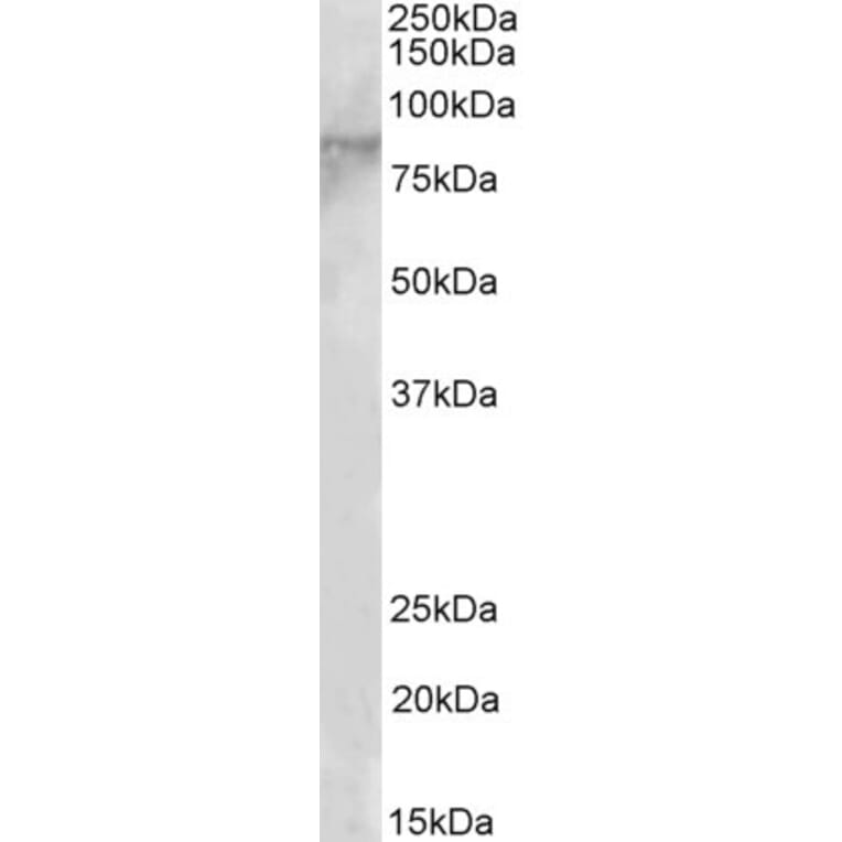 Western Blot - Anti-EZH1 Antibody (A83889) - Antibodies.com