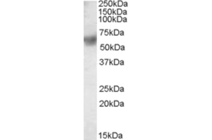 Western Blot - Anti-ERp57 Antibody (A83893) - Antibodies.com