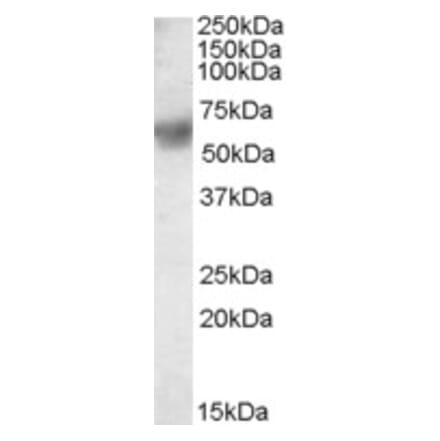 Western Blot - Anti-ERp57 Antibody (A83893) - Antibodies.com