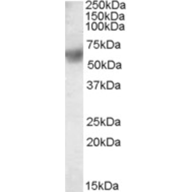 Western Blot - Anti-ERp57 Antibody (A83893) - Antibodies.com