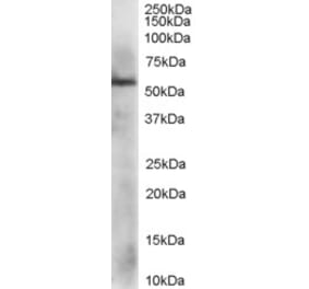 Western Blot - Anti-PDIA3 Antibody (A83893) - Antibodies.com