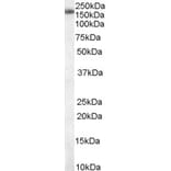 Western Blot - Anti-SART3 Antibody (A83894) - Antibodies.com