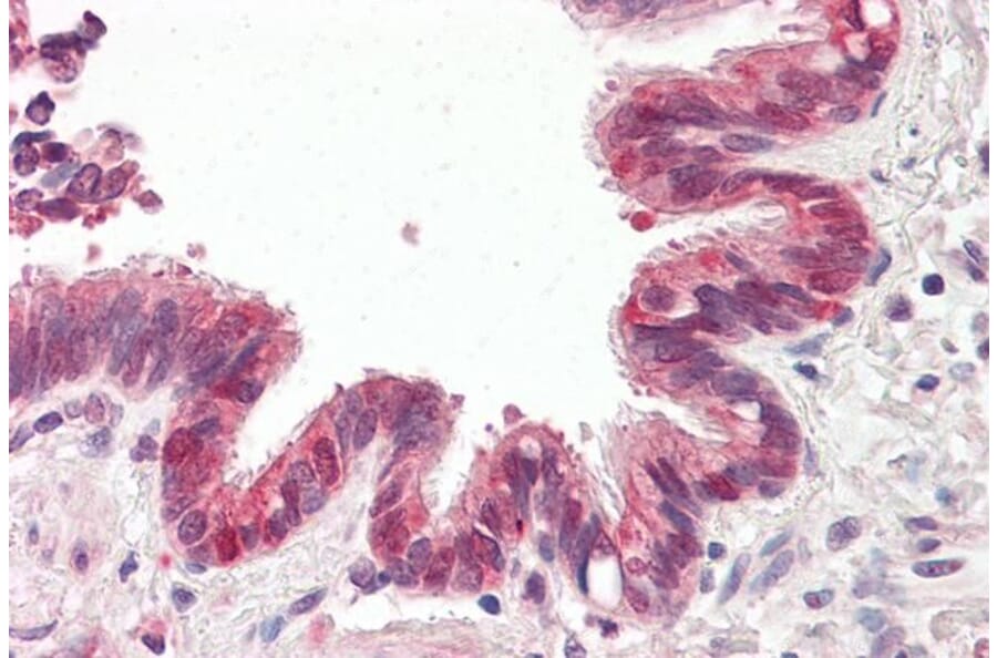 Immunohistochemistry - Anti-BIRC6/APOLLON Antibody (A83896) - Antibodies.com
