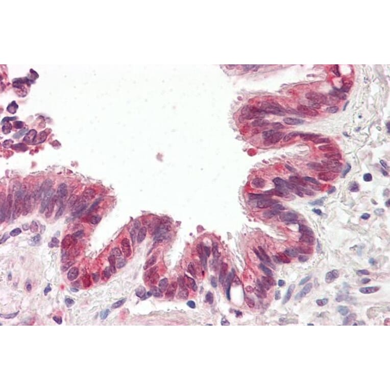 Immunohistochemistry - Anti-BIRC6/APOLLON Antibody (A83896) - Antibodies.com