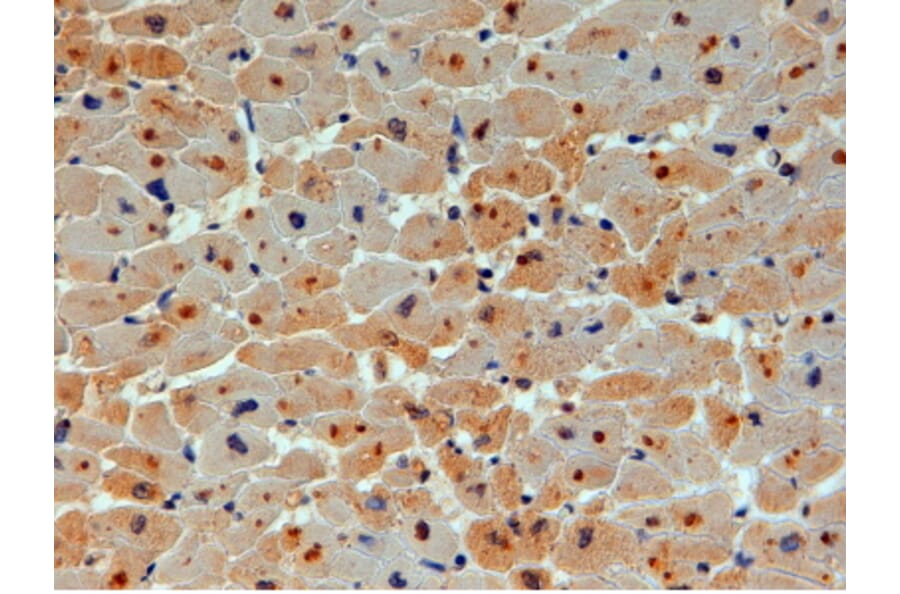 Immunohistochemistry - Anti-UBE2O Antibody (A83897) - Antibodies.com