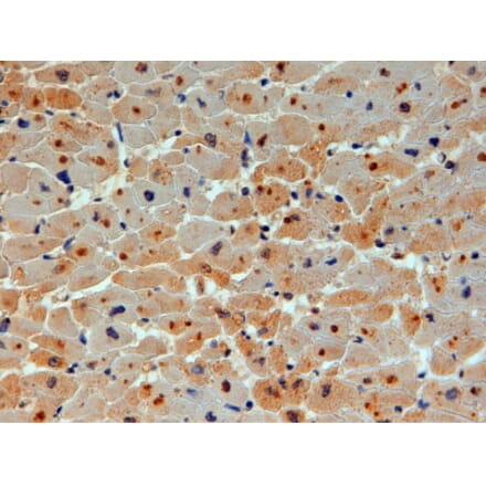 Immunohistochemistry - Anti-UBE2O Antibody (A83897) - Antibodies.com