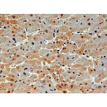 Immunohistochemistry - Anti-UBE2O Antibody (A83897) - Antibodies.com