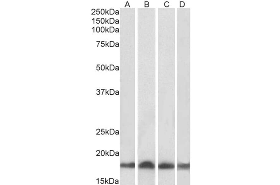 Western Blot - Anti-Ube2L3 Antibody (A83899) - Antibodies.com