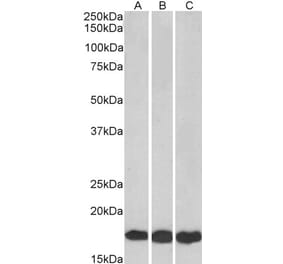 Western Blot - Anti-UBE2L3 Antibody (A83899) - Antibodies.com
