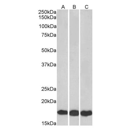 Western Blot - Anti-UBE2L3 Antibody (A83899) - Antibodies.com
