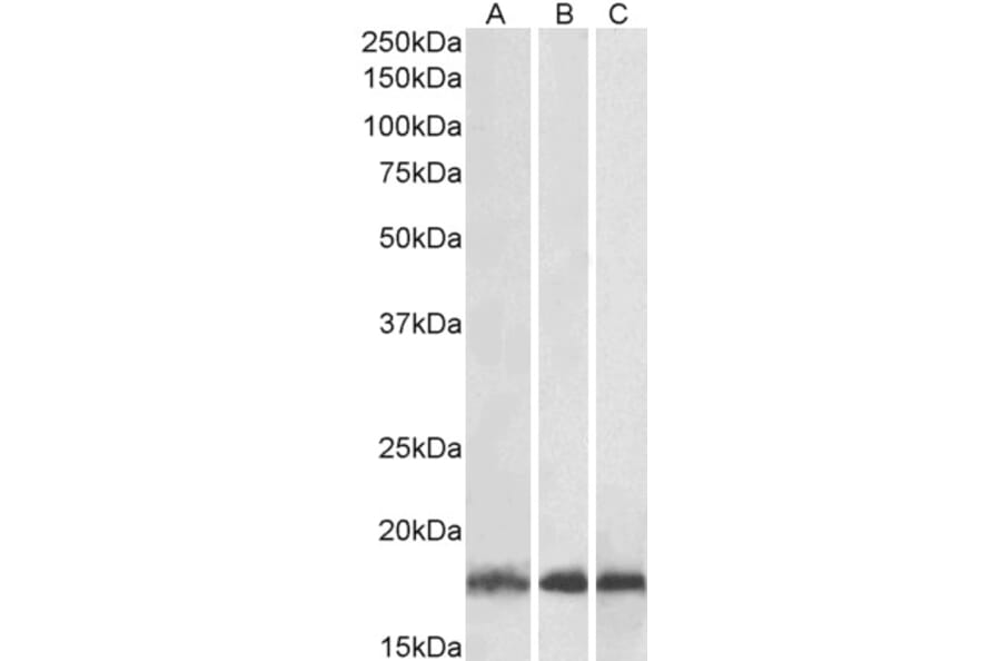 Western Blot - Anti-Ube2L3 Antibody (A83899) - Antibodies.com
