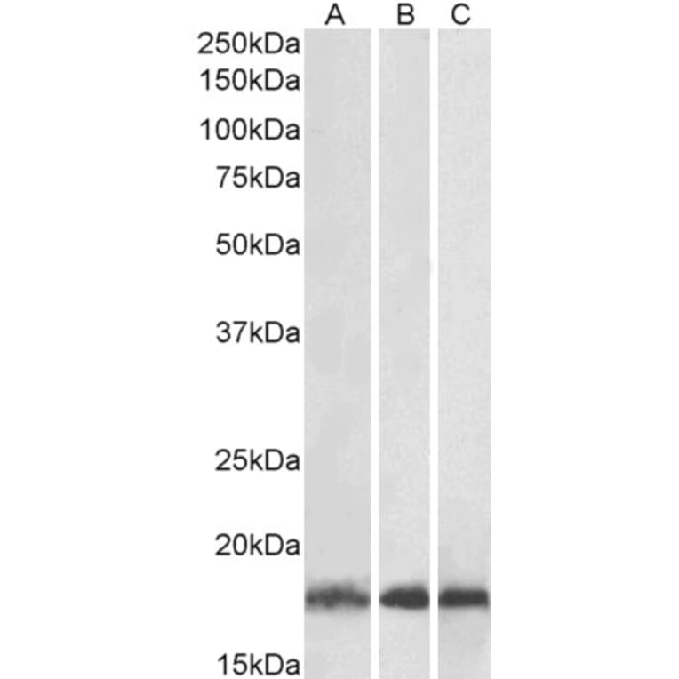 Western Blot - Anti-Ube2L3 Antibody (A83899) - Antibodies.com