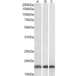 Western Blot - Anti-Ube2L3 Antibody (A83899) - Antibodies.com