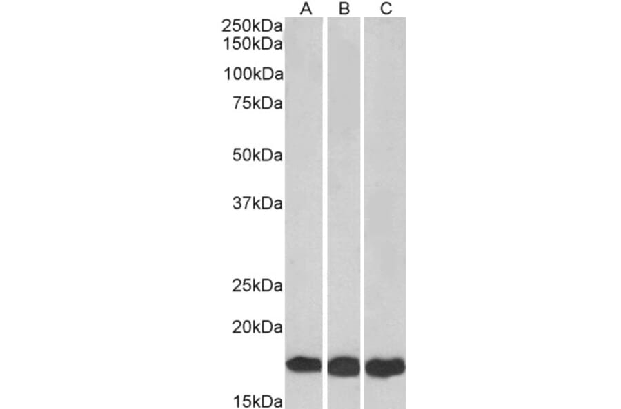 Western Blot - Anti-Ube2L3 Antibody (A83899) - Antibodies.com