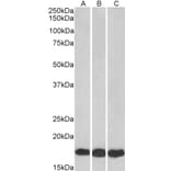 Western Blot - Anti-Ube2L3 Antibody (A83899) - Antibodies.com