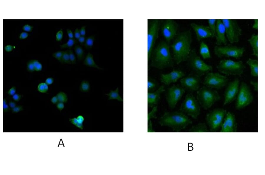 Immunofluorescence - Anti-Ube2L3 Antibody (A83899) - Antibodies.com