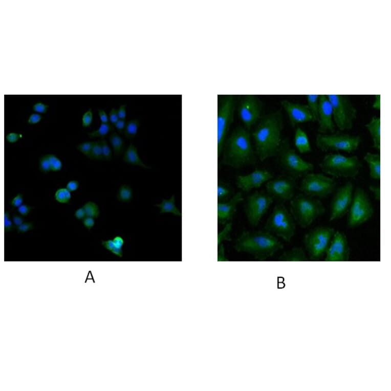 Immunofluorescence - Anti-Ube2L3 Antibody (A83899) - Antibodies.com