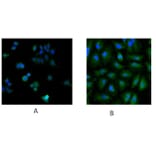 Immunofluorescence - Anti-Ube2L3 Antibody (A83899) - Antibodies.com