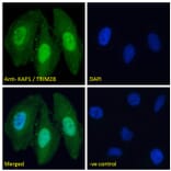 Immunofluorescence - Anti-KAP1 Antibody (A83901) - Antibodies.com