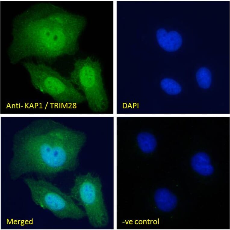 Immunofluorescence - Anti-KAP1 Antibody (A83901) - Antibodies.com