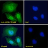 Immunofluorescence - Anti-KAP1 Antibody (A83901) - Antibodies.com
