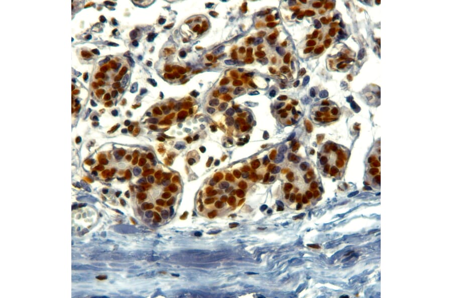 Immunohistochemistry - Anti-KAP1 Antibody (A83901) - Antibodies.com