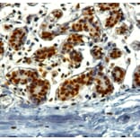Immunohistochemistry - Anti-KAP1 Antibody (A83901) - Antibodies.com