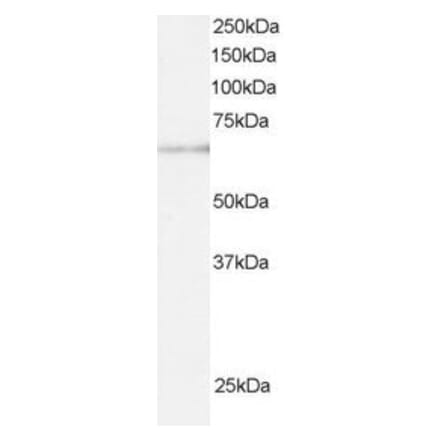 Western Blot - Anti-ARIH1 Antibody (A83902) - Antibodies.com