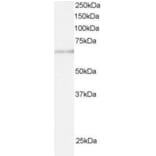 Western Blot - Anti-ARIH1 Antibody (A83902) - Antibodies.com