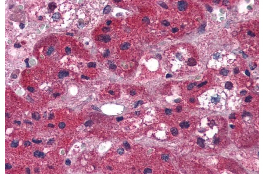 Immunohistochemistry - Anti-ARIH1 Antibody (A83902) - Antibodies.com